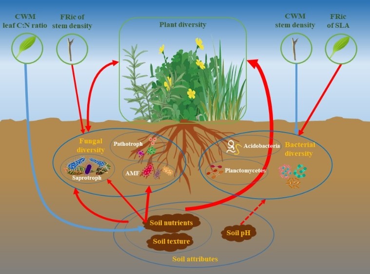 植物所科研人員在草原生態(tài)系統(tǒng)地上下生物多樣性關(guān)系研究中取得新進展